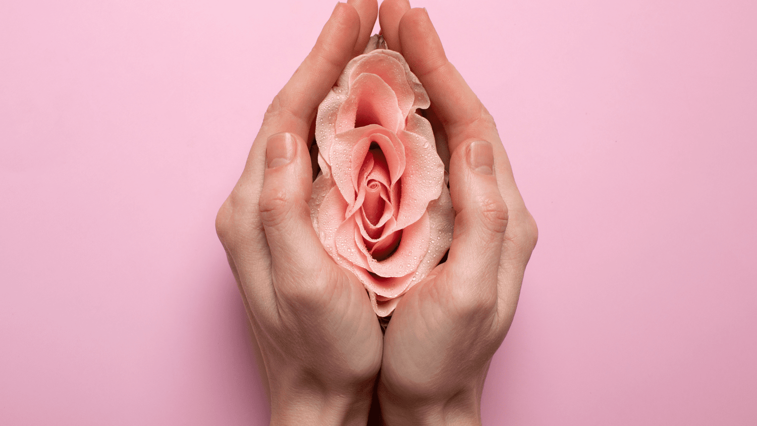 Rosenblüte von zwei Händen umschlossen, symbolisch für eine Vagina