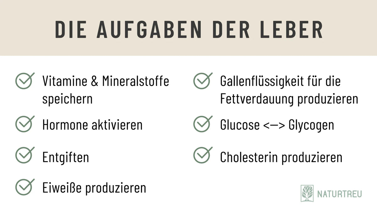 Überblick über die Aufgaben und Funktion der Leber 