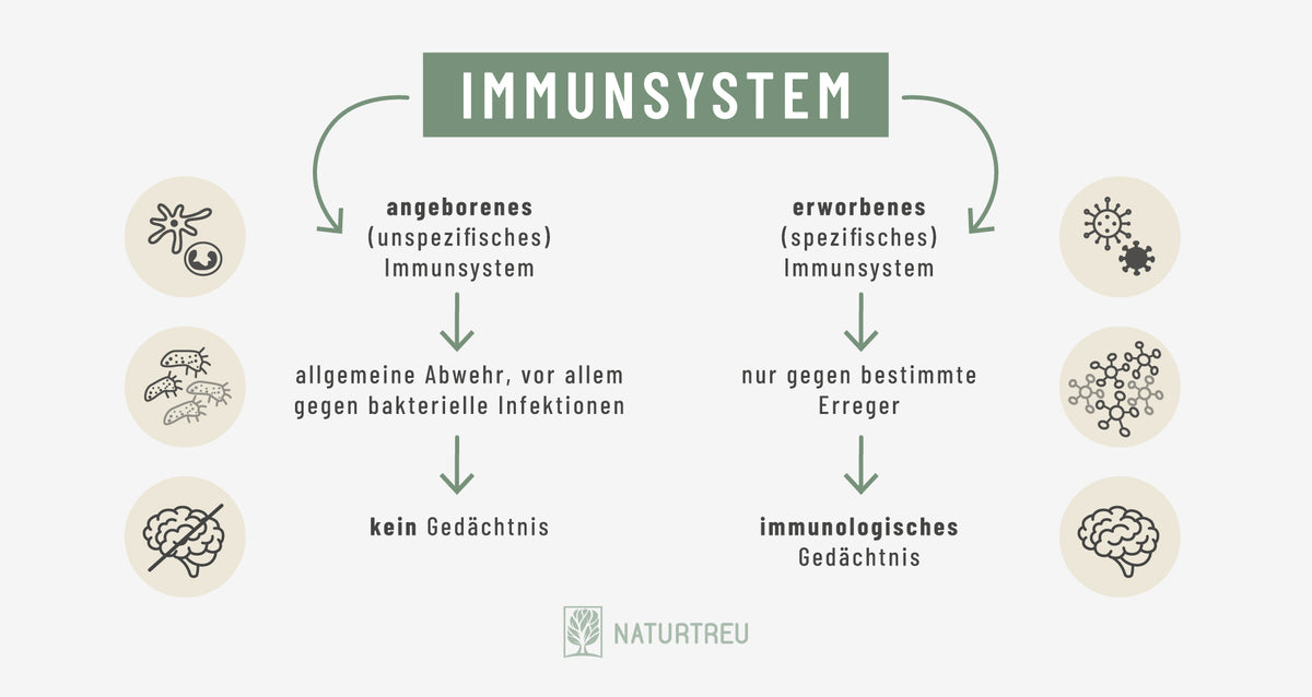 Angeborenes und erworbenes Immunsystem