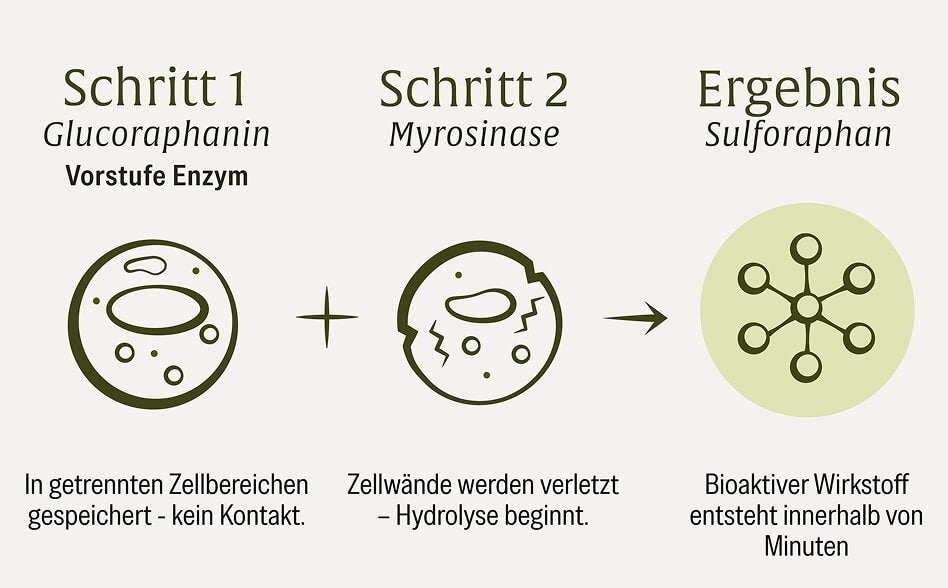 Schematische Darstellung der Umwandlung von Glucoraphanin und Myrosinase in Sulforaphan im Inneren der Brokkolizellen durch Schneiden