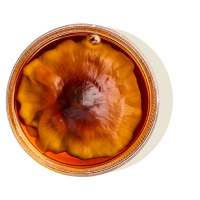 Ungekühlter & unpasteurisierter Kombucha