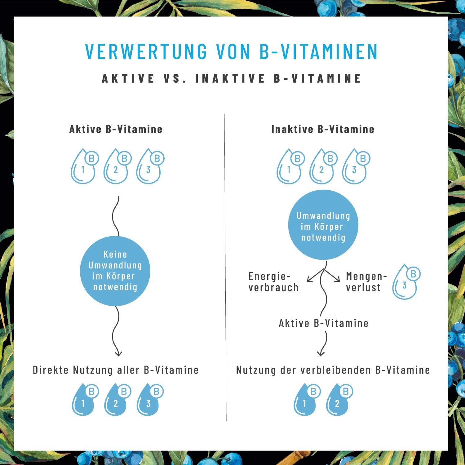 Grafik: Bioaktive B-Vitamine in NATURTREU Nervenstark Vitamin B Komplex – direkte Aufnahme ohne Umwandlungsverlust im Körper.