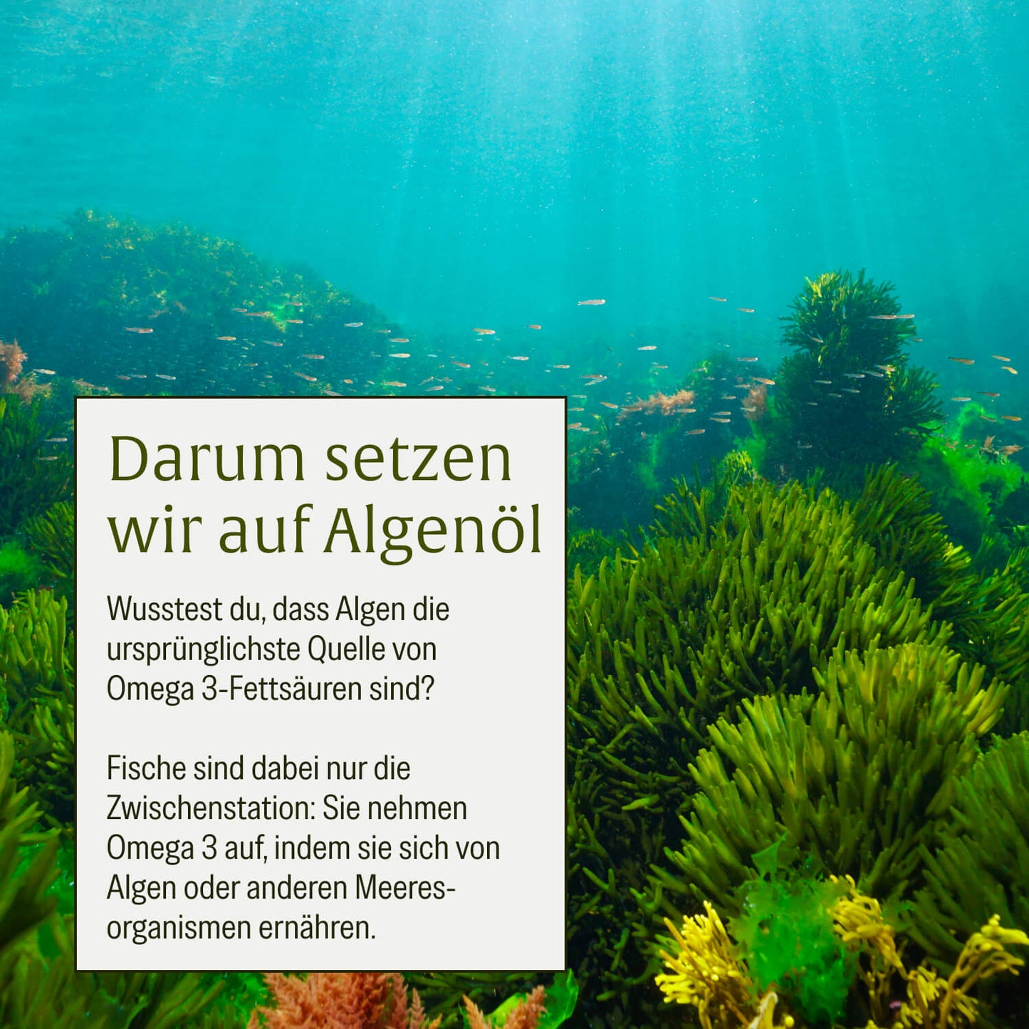 Omega 3 Familien Sparpaket: Algenkraft & Algenknirps